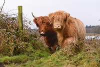 schotse hooglander (Bos taurus) 12-2017 8666